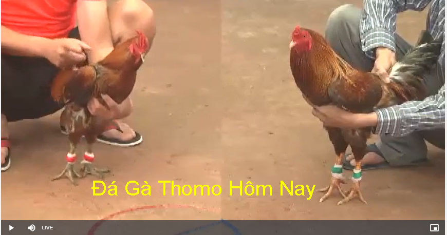 Lịch sử và sự phát triển của đá gà thomo